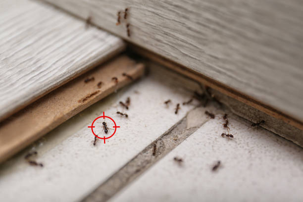 Best Pest Removal Services  in Oak Ridge, NC