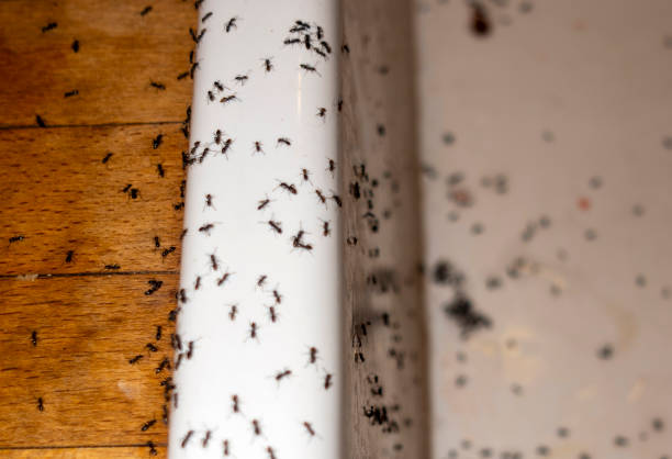Best Ant Control Services  in Oak Ridge, NC