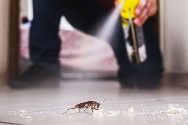 Best Wasp Removal Services  in Oak Ridge, NC